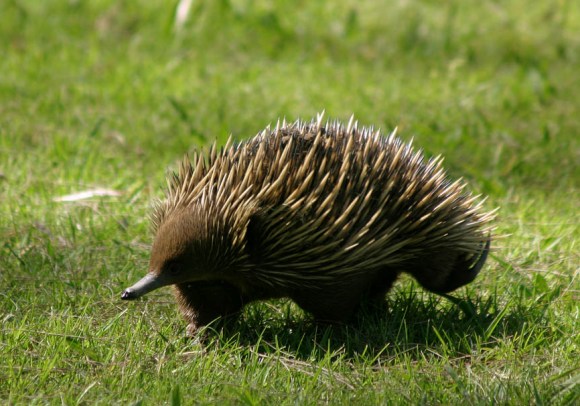 آكل النمل الشائك Echidna