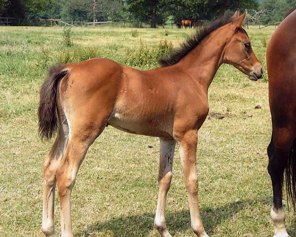 Box de Jump de la Loir Pickmerebolero