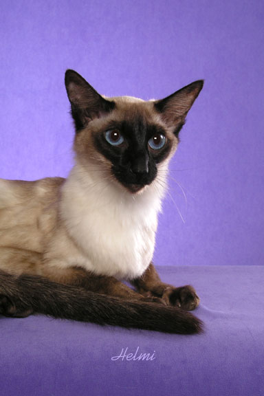 Bộ sưu tập ảnh Mèo Balinese-cat-Sebrina