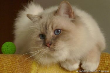  Birman-claudiabirmans-1