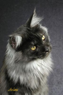 Charries Pages Black-smoke-maine-coon-cat-45730
