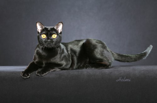 Bộ sưu tập ảnh Mèo Bombay-cat-PASSION-s