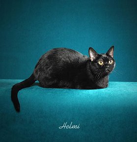 Bộ sưu tập ảnh Mèo Bombay-cat-amanda-1