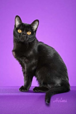 Bộ sưu tập ảnh Mèo Bombay-cat-kaliente