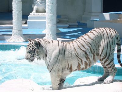 Tigrovi Endangered-white-tiger-21346981