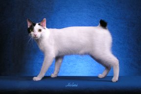 القط مانكس Japanese-bobtail-cat-list-of-cat-breeds-pictures-of-cats