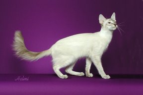 Bộ sưu tập ảnh Mèo Javanese-cat-list-of-cat-breeds-pictures-of-cats