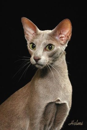 Orientalka (Oriental Shorthair) Oriental-shorthair-header