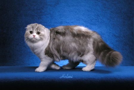 Αδέσποτη Scottish Fold Calico στην Κεφαλονια!!! Scottish-fold-333