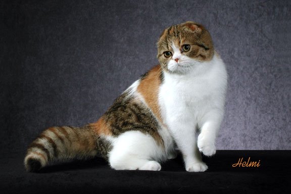 Cool genetic defects - Page 3 Scottish-fold-cat-2