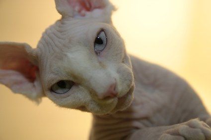 le chat race sphinx Sphynx-cat-header