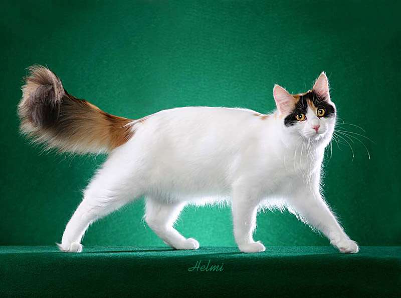 Bộ sưu tập ảnh Mèo Turkish-van-cat-1-large