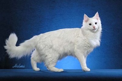 Bộ sưu tầm 30 loài mèo dc teen iu iu iu ( Phần 4 ) White-cat-turkish-angora