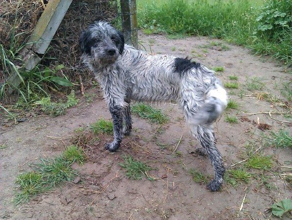 08/04/11perrita muy amorosa en la calle (TALAVERA DE LA REINA) NAQABANDONADAoQ6