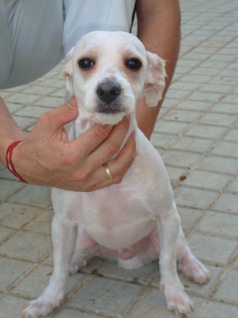 Chulo, cruce caniche 3 años y 6 k en pueblo de SEVILLA ya no lo quieren y se van a deshacer de él ¡ACOGIDA O ADOPCIÖN!  IjRchulopeladqir