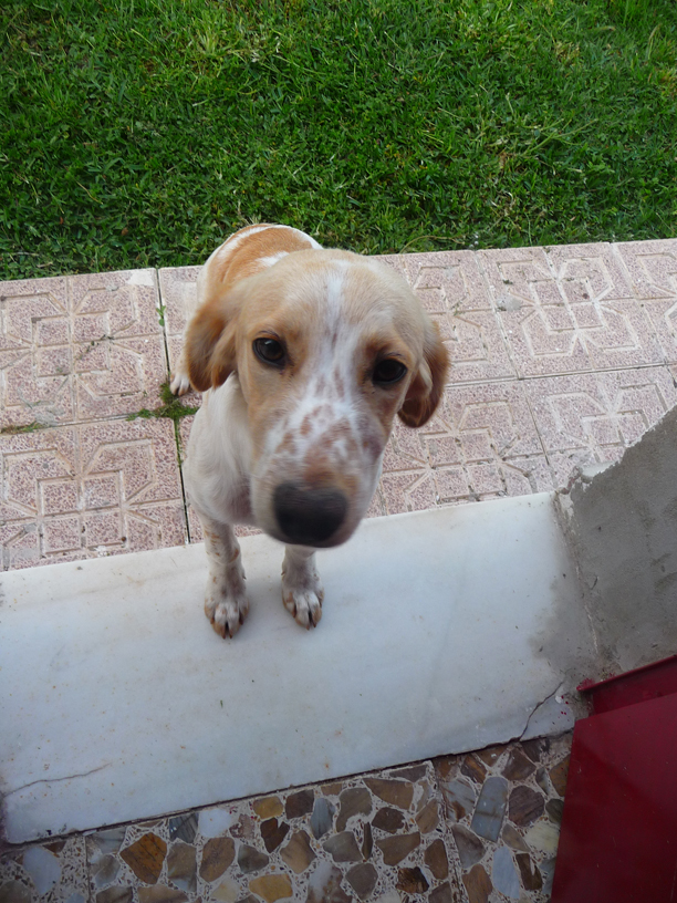 SOS URGENTE CADIZ PERRO ENCONTRADO BUSCA HOGAR PAGAN GASTOS( 1xkcachorra1g29