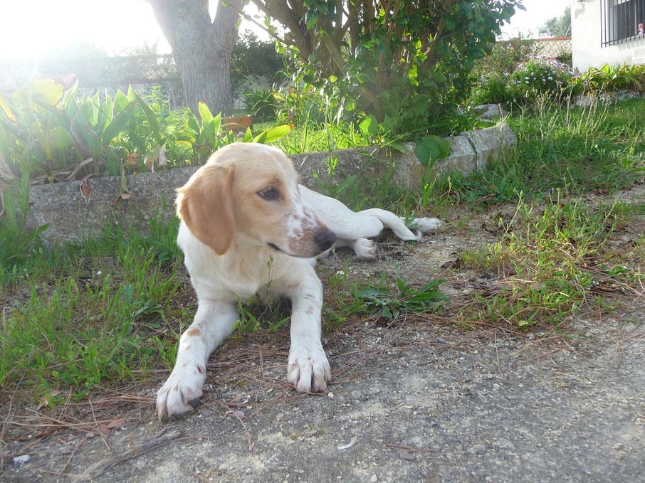 SOS URGENTE CADIZ PERRO ENCONTRADO BUSCA HOGAR PAGAN GASTOS( I2Bcachorra22Ing