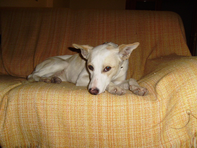 DORA-MESTIZA EN ADOPCION-MURCIA‏ L4CdoraZX9