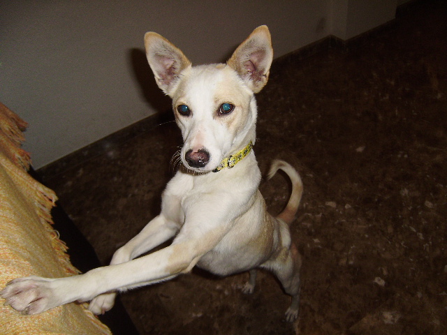 DORA-MESTIZA EN ADOPCION-MURCIA‏ OAcdora2pCh