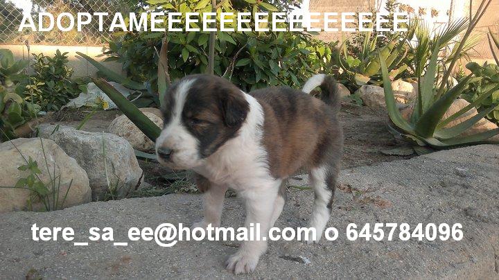 CACHORRO CRUCE MASTIN EN ADOPCION - VALENCIA F9lcruze2OMf