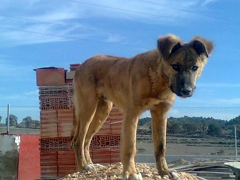 CHICCO - perrito mediano de 1.5 años - Murcia AKrchiccoBxE