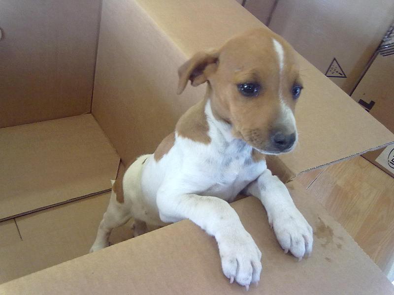 PIWI - un lindísimo cachorrito en apuros, mirad que carita!!! - Córdoba CfRcockergNX