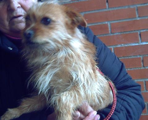 RATÓN - perrito mini mini en adopción, Nueva Vida Madrid, 1 año de edad, precioso  Kg1cruzeyor1wPo