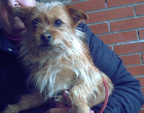 RATÓN - perrito mini mini en adopción, Nueva Vida Madrid, 1 año de edad, precioso  NzAcruzeyorrAr