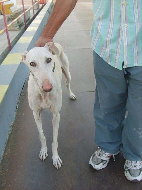 Sevilla SOS GALGA BLANCA ABANDONADA EN UNA CANTERA(POLVERA) U2HgalgitaPx2