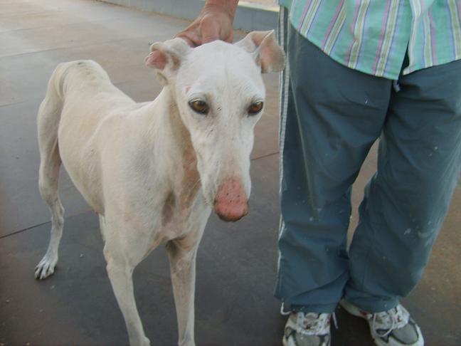 Sevilla SOS GALGA BLANCA ABANDONADA EN UNA CANTERA(POLVERA) S9sgalgita2oAR