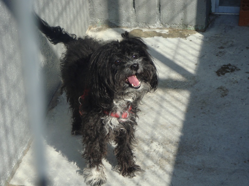 LUCKY - cruce de caniche de 7 años - Madrid - Urgente!!! SLnDSC038206hS