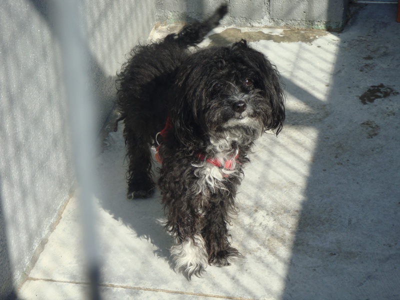 LUCKY - cruce de caniche de 7 años - Madrid - Urgente!!! GksDSC03821jj5