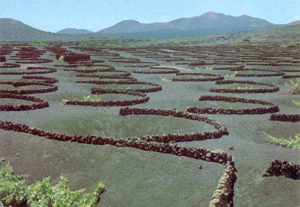 [Voyages]Les îles Canaries Lanzarote_la_geria_vignes_1