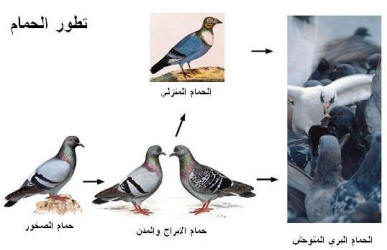 ملف كامل عن تربية الحمام وانواعه  Abb39