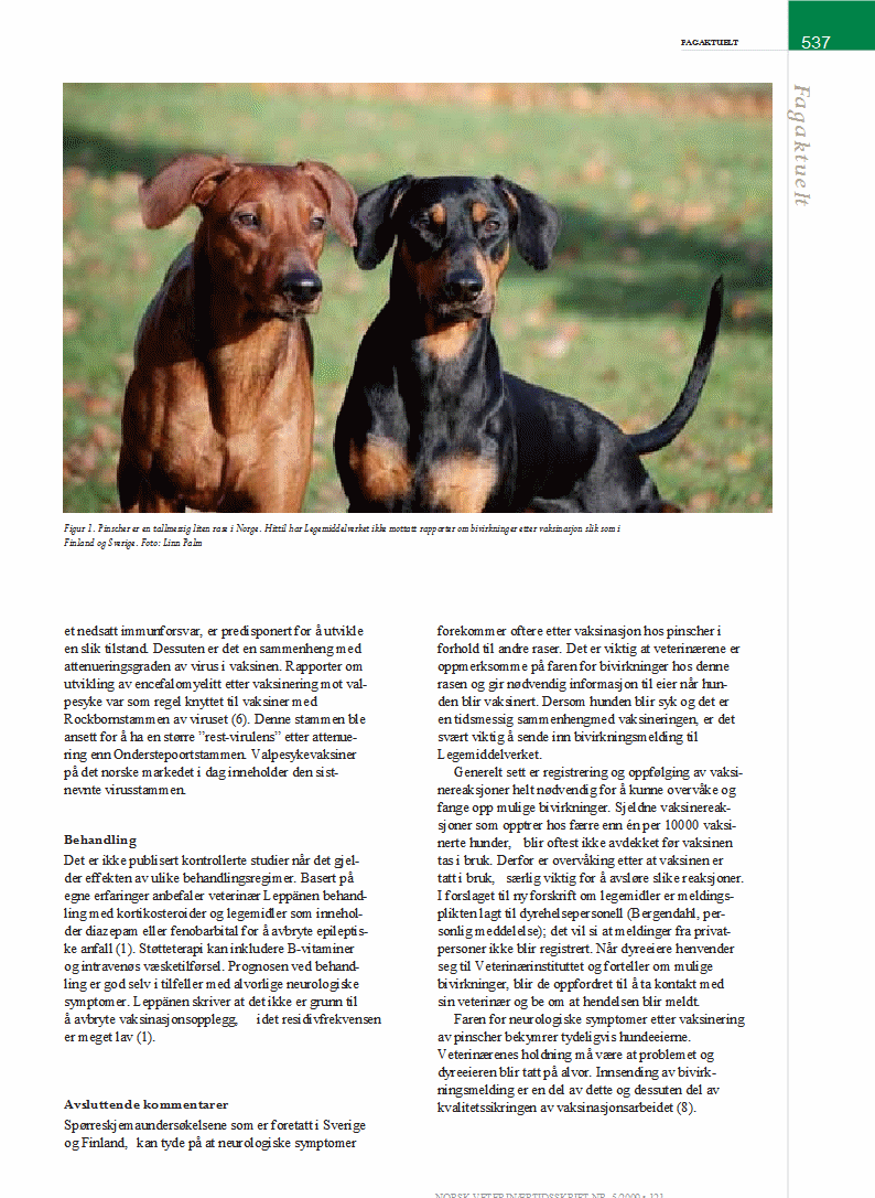 Faksimile av Artikkel om vaksinereaksjoner hos Pinscher fra NVT 6/2009 Vaksinasjonsreaksjoner_hos_Pinscher_2