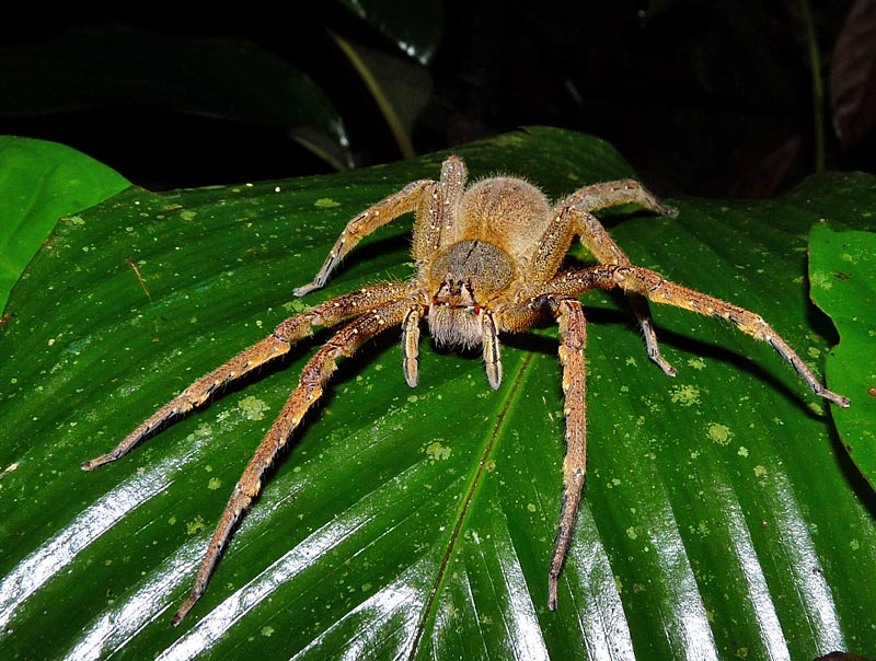 Aranha armadeira amazônica (Phoneutria fera)  P1050308