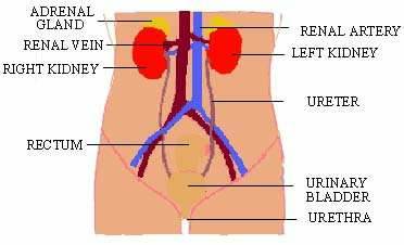 دول بعض صور الابدومن والبلفيس لسنه تانيه Fig19_1