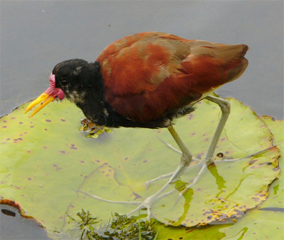 موضوعي اليوم اليقنة  Wattled-jacana