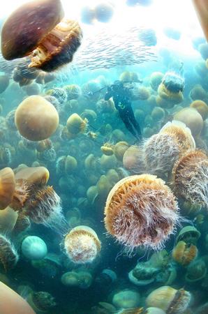  السمك الهلامي ..... Jellyfish_invasion