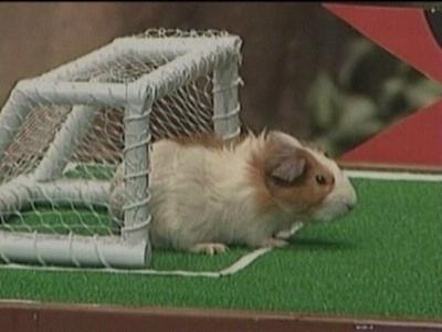 GLODAVCI Soccer_guinea_pig