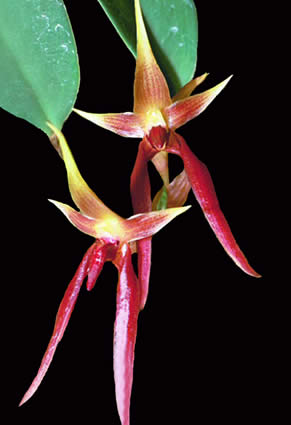  HOA GIEO TỨ TUYỆT - Page 72 Bulbophyllum-nymphopolitanum-LRG