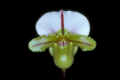 HOA GIEO TỨ TUYỆT 2 - Page 41 Paphiopedilum-spicerianum-_-little-giant-_-FCC---AOS-LRG