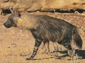 مـا هــو صـــــوت ... ؟؟ ... Brown_hyena13