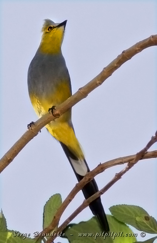 un oiseau à découvrir Martin du 13 novembre trouvé par Martine 2015-02-23_06-49-41_-IMG_5373