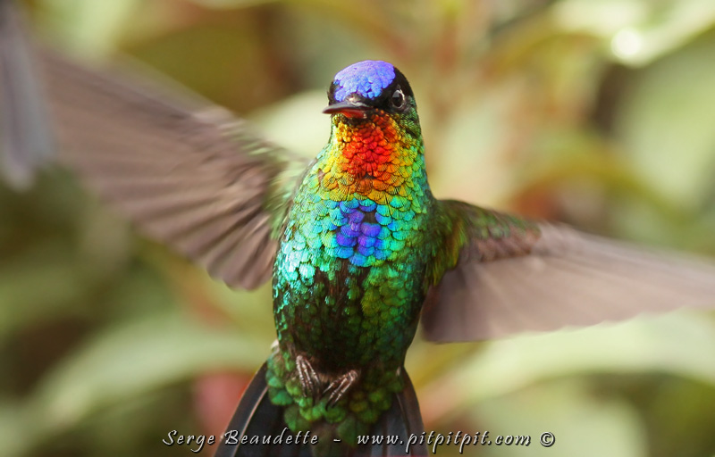 Exposition de colibris pour ma Colibris chérie !^^ 2015-03-16_16-44-46_-IMG_8075