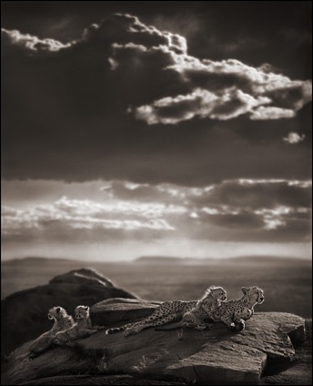 Nick Brandt, le photographe animalier qui tue (sa maman) Cheetah