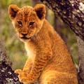 الأســــد      LION Ulusaba4_small