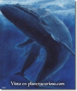 Ballenas azules regresan a aguas de Alaska Ballena-azul1