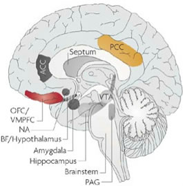 CURIOSIDADES DE TODO TIPO Cerebro-memoria-sueno