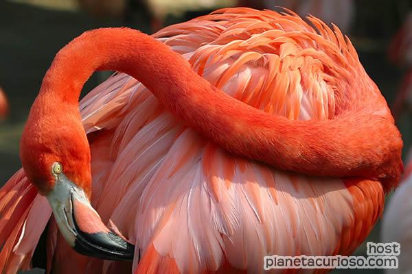 Sabias que los flamencos se maquillan para encontrar pareja. Flamingos-maquillan-plumas